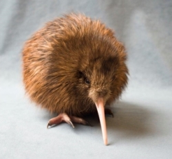Hupai 1 week old kiwi